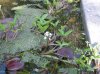 Pond plant.jpg