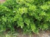 shrub.jpg