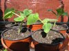 Courgettes week 6.jpg