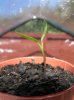 Pepper seedling week 6.jpg