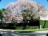 pink orchid tree.JPG