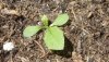 Poppy seedling1.jpg