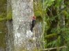 9. Woodpecker in action.jpg