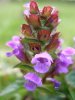 Self-Heal 2 (1).jpg