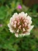 White Clover (2).jpg