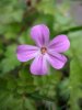 Hedgerow Cranesbill.jpg