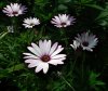 Pl daisies xco.small.jpg