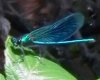 Banded-Damoiselle-3.jpg