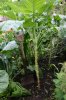 walking stick cabbage 02.jpg