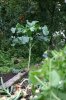 walking stick cabbage 04.jpg