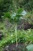 walking stick cabbage 05.jpg