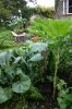 walking stick cabbage 03.jpg