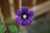 clematis - name not known.JPG