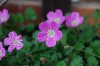 geranium cransebill 1.JPG