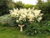 Astilbe 001.JPG