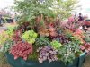 heuchera.JPG