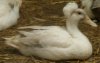 young crested duck.jpg