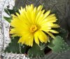 4 Faucaria tigrina (2).jpg