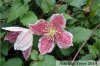 clematis-cirrhosa-freckles_916_5.jpg