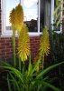 KniphofiaChristmasCheer1Sm.jpg