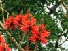 ERYTHRINA 1.JPG