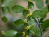 Azara microphylla 2.JPG