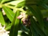 Sarcococca hookeriana bud.JPG