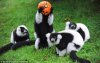 lemurs and pumpkin.jpg