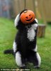 lemur and pumpkin.jpg