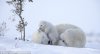 polar bears 2.jpg