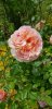 Abraham Darby.jpg