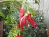 Clianthus3Small.jpg