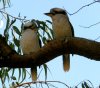 Kookaburra 3.JPG