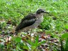 Bush Stone Curlew 4.JPG