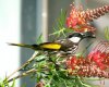 White Cheeked Honey Eater 2.JPG