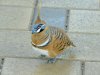 Spinifex Pigeon 2.JPG