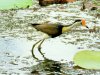 Comb Crested Jacana5.JPG