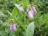 Comfrey at MYB 01.JPG