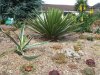 more arid area yucca faxoniana and aloe stritula plus agave.JPG