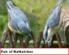 Pair of Nuthatches.jpg