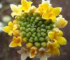 EDGEWORTHIA  CHRYSANTHA  GRANDIFLORA 15-01-2007 14-33-53.jpg