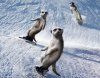 snowboarding meerkats.jpg