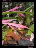 Billbergia nutans.jpg