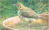 September Song Thrush.JPG