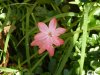 Hesperantha coccinea.JPG