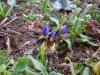 Crocus sieberii Tricolour.JPG