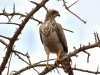 EasternChantingGoshawk.jpg