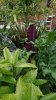 dracunculus vulgaris 2.JPG