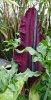 dracunculus vulgaris.JPG