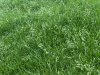 grass.jpg